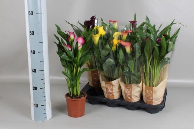 <h4>ZANT GEM 5 KL</h4>