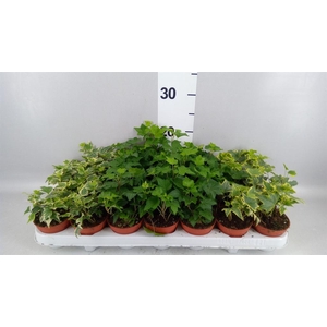 Hedera   ...mix