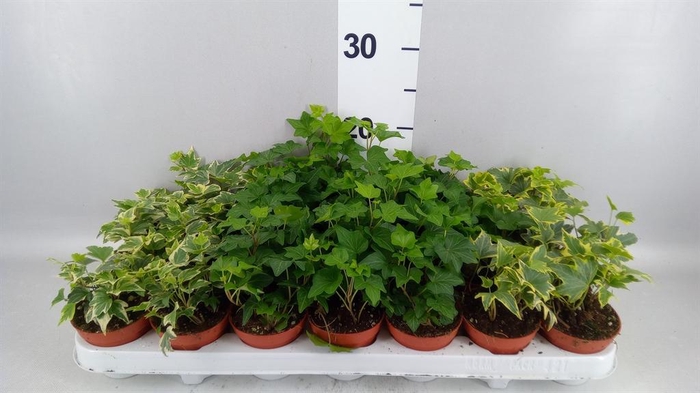 <h4>Hedera   ...mix</h4>