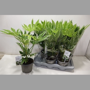 Fatsia Variegata