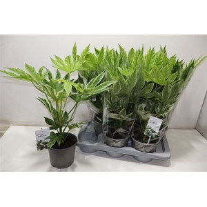 arr8 Fatsia Variegata