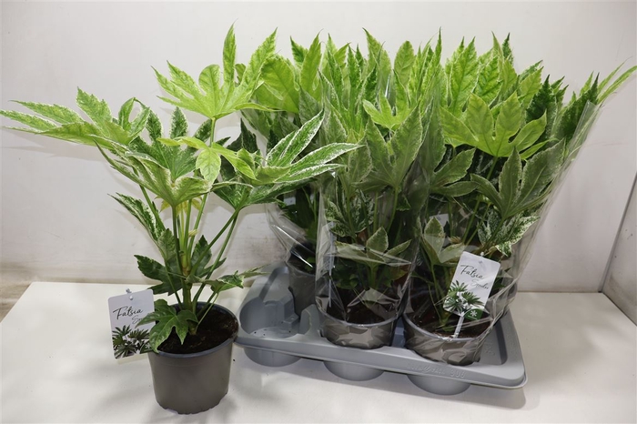 Fatsia Variegata