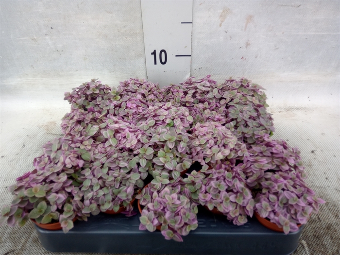 <h4>Callisia repens 'Rosato'</h4>