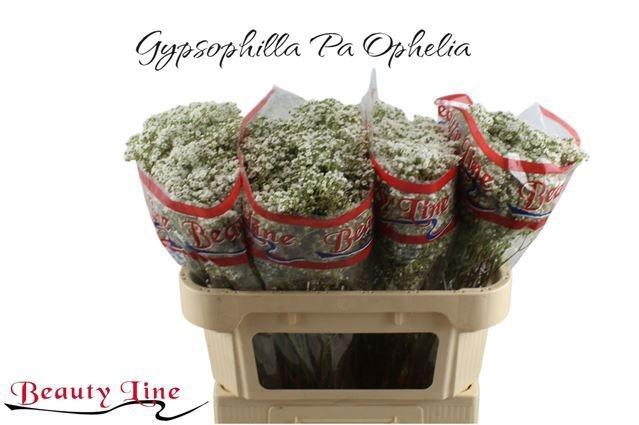 <h4>GYPS PA MILLIO DAISY</h4>