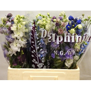 !! PROMO !! DELPH DU GEM