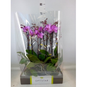 Phalaenopsis   ...rose