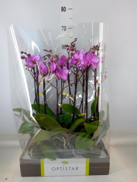 <h4>Phalaenopsis ...rose</h4>