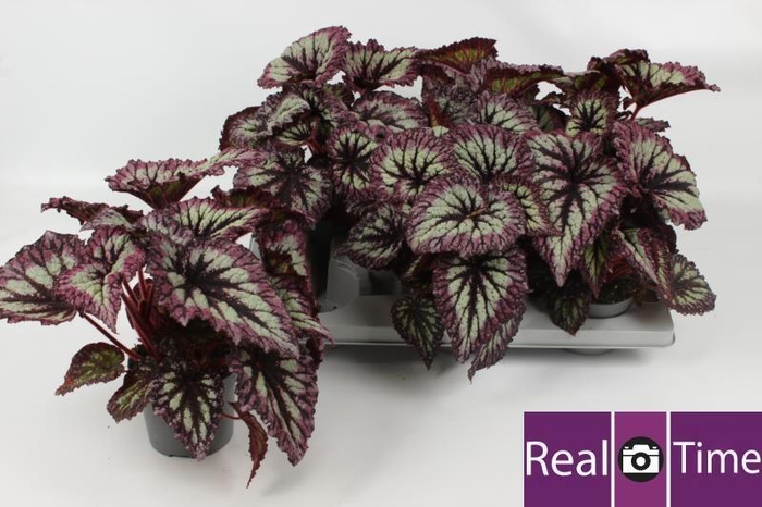 <h4>BEG BLAD OV</h4>