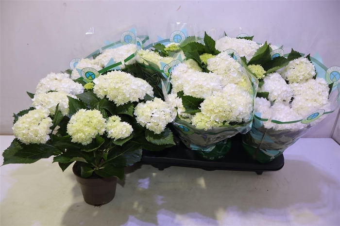 <h4>arr8 Hydr M Ov White</h4>