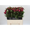 Paeonia Red Sarah Bernhardt