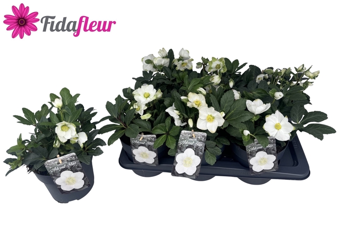 <h4>HELL NI ADVENT STAR</h4>