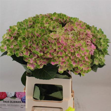 <h4>Hydr M Mag Amethyst 65cm</h4>