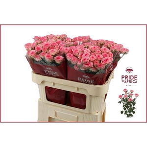 Rosa spray tralala