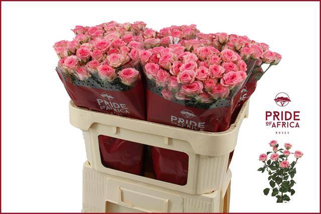 <h4>Rosa spray tralala</h4>