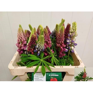 LUPINUS
