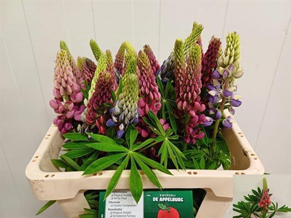 <h4>LUPINUS</h4>