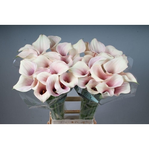Zantedeschia captain rosette