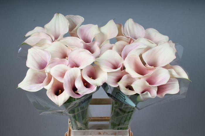 <h4>Zantedeschia captain rosette</h4>