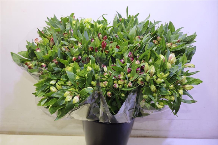 <h4>Alstr Gem In Fust</h4>