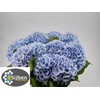 Hydrangea verena blue