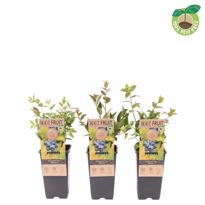 <h4>Vaccinium Co Patriot</h4>