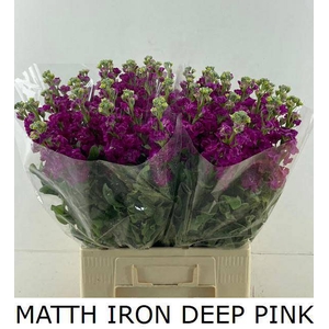 MATTH IRON DEEP PINK