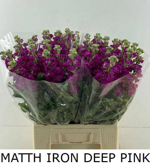 <h4>MATTH IRON DEEP PINK</h4>