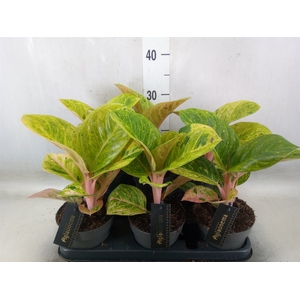 Aglaonema   ...