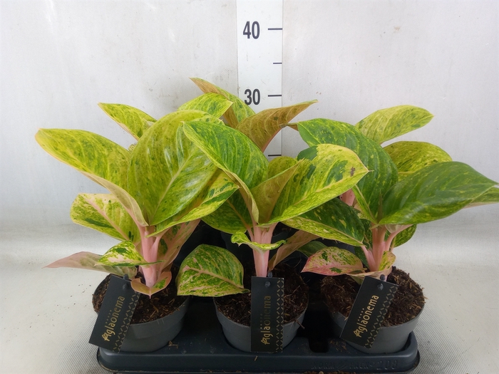 <h4>Aglaonema   ...</h4>