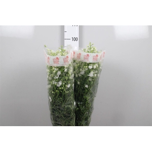 Delph En M Silky White