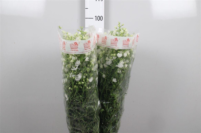 <h4>Delph En M Silky White</h4>