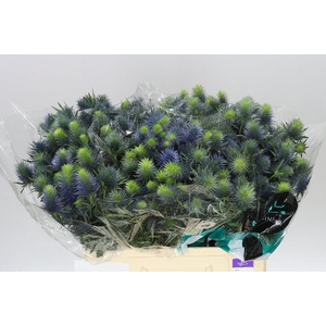 Eryngium Supernova