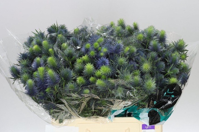 <h4>Eryngium Supernova</h4>