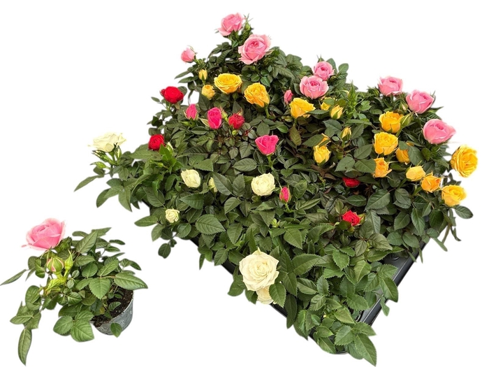 <h4>RO KORDANA GEM 3 SRT</h4>