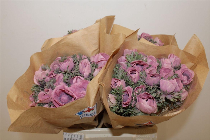 <h4>Anem Marianne Powder Wine Red</h4>