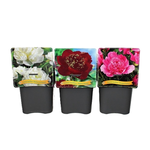 <h4>Paeonia Lactiflora mix laag C5</h4>