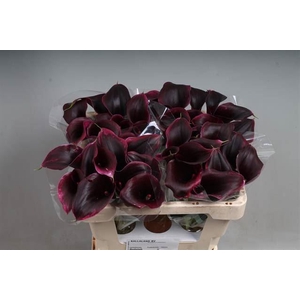Calla Rudolph