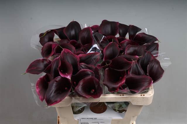 <h4>Calla Rudolph</h4>