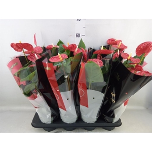 Anthurium andr. 'Madural'