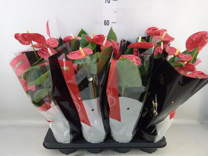 <h4>Anthurium andr. 'Madural'</h4>
