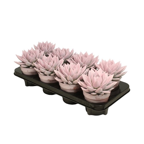 <h4>Echeveria Pastel Pink</h4>