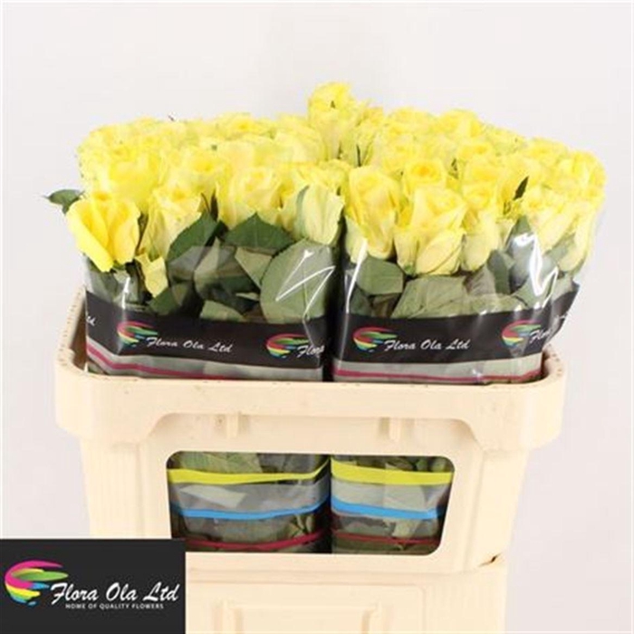 <h4>R Gr Minion Rose</h4>