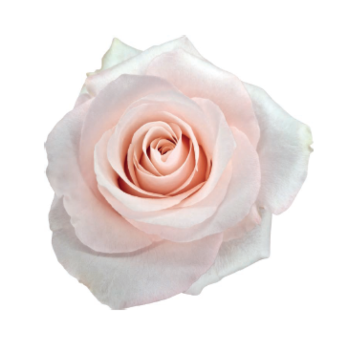 <h4>R GR SWEET BEAT</h4>