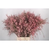 Ginster. Pink Per Bunch