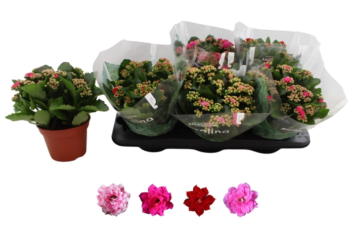 <h4>KAL GE RO GEM 4 KL</h4>