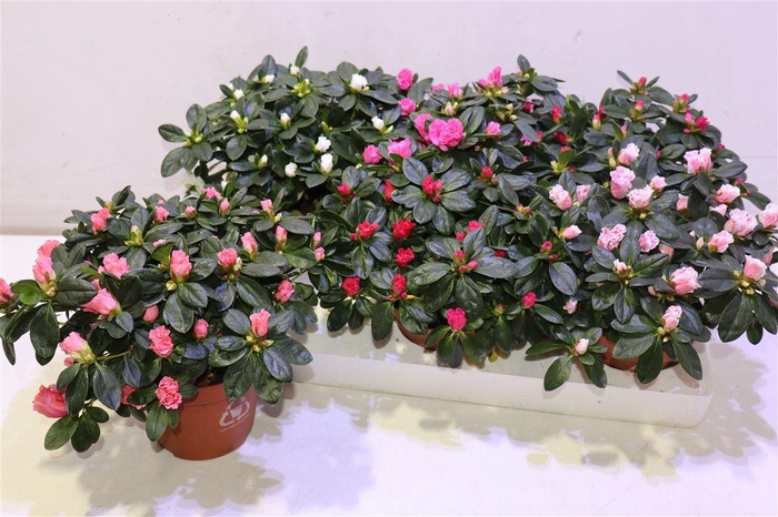 <h4>Rhodo Si Vogel Gem</h4>