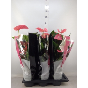 Anthurium andr. 'Maine'