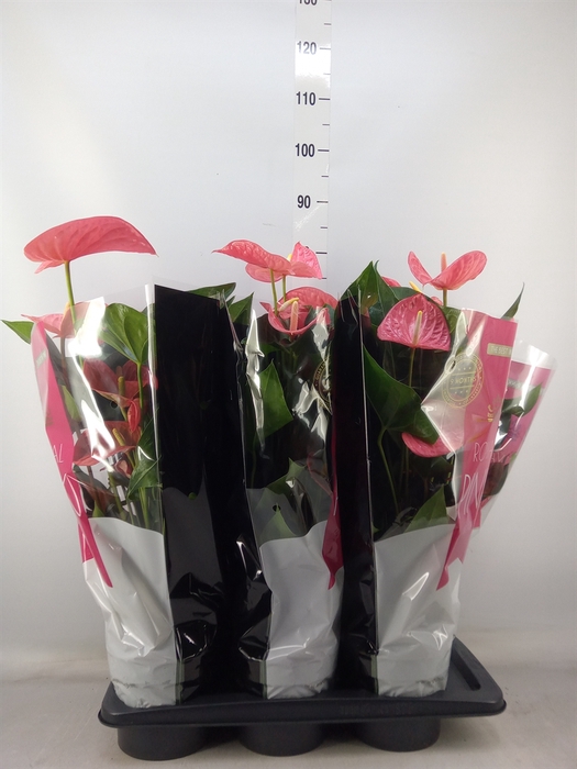 <h4>Anthurium andr. 'Maine'</h4>