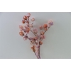 Dried Artz Bougainvillea Mondriaan Bunch