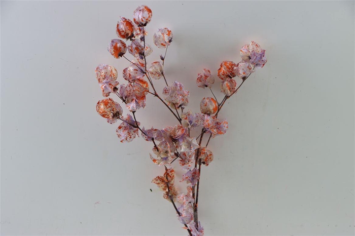 Dried Artz Bougainvillea Mondriaan Bunch